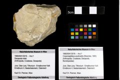 Foto (Objekt + Etiketten) von Cracensigillatus acutirostris (Moericke, 1889) 